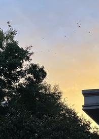 组织听我指挥，华夏序列启动