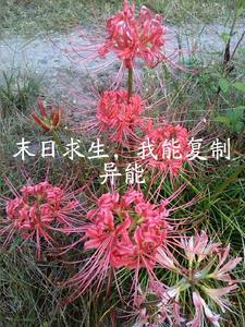 （陆小凤+神雕同人）龙游山庄+番外